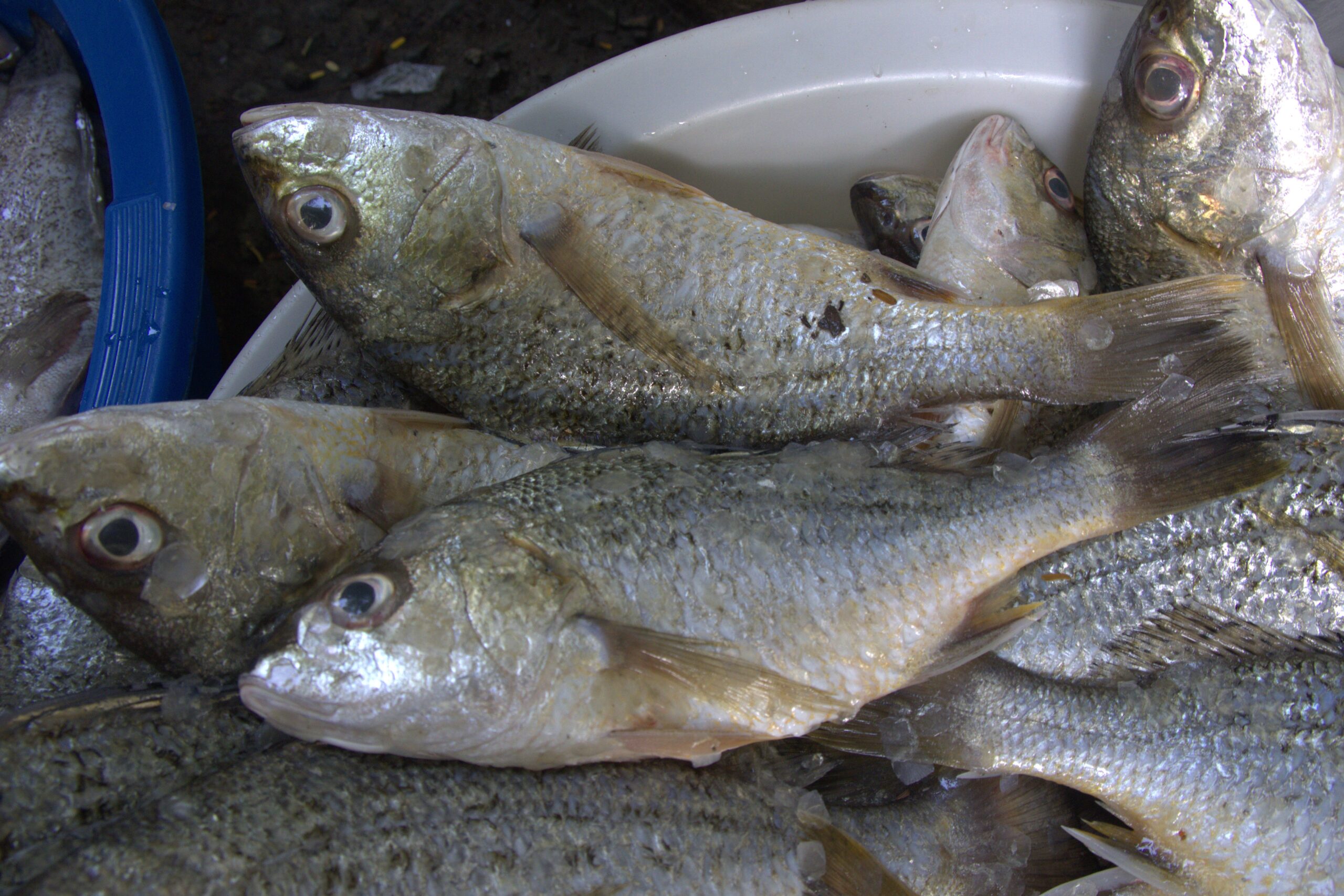 Bakoko (Silver grunt)