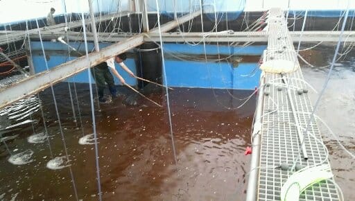 Biofloc pond