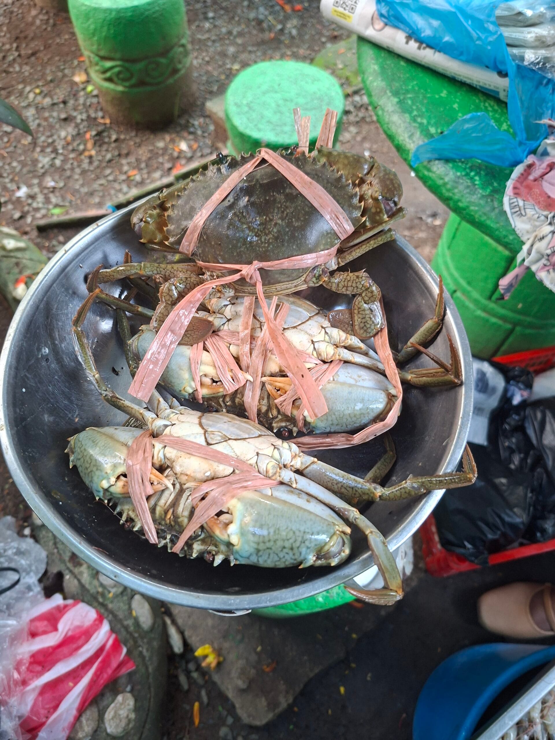 Mud Crab in the Philippines: A High-Value Species for Investment and Export