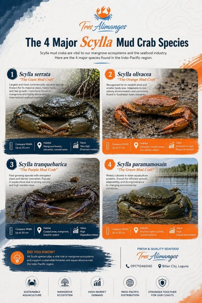 Mud crab in the Philippines